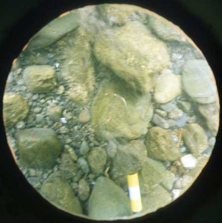 Transect 8, point 1.