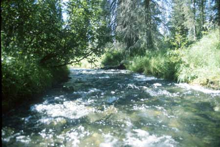 Transect 9 looking downstream