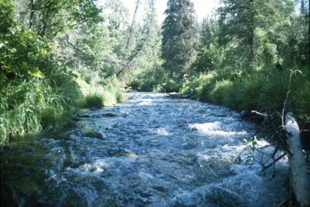 Transect 9 looking upstream