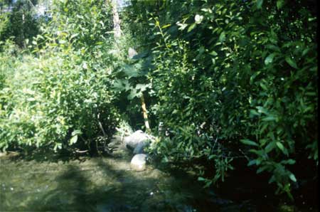 Transect 1 looking at right bank