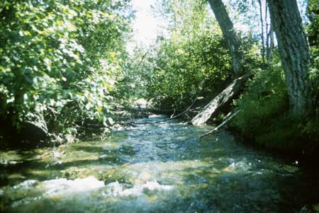 Transect 1 looking upstream