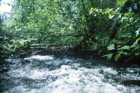 Transect 10 looking downstream