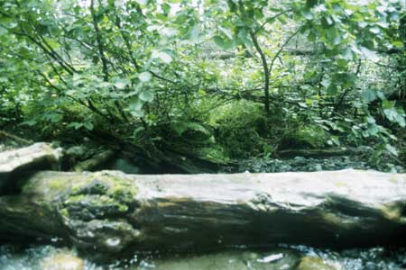 Transect 10 looking at left bank