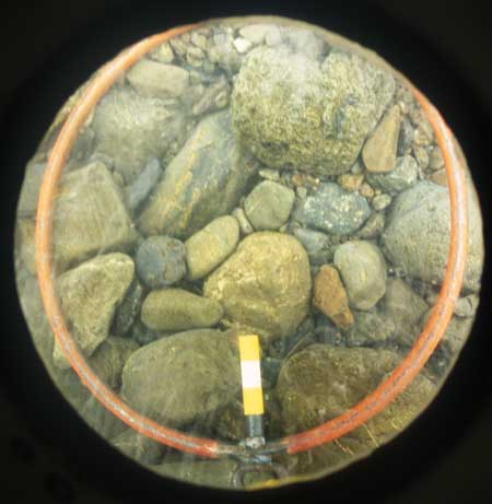 Transect 10, point 1.