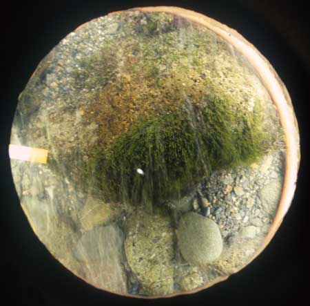 Transect 10, point 2.