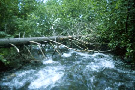 Transect 11 looking downstream