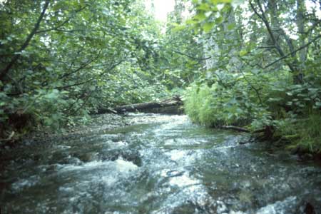 Transect 11 looking upstream