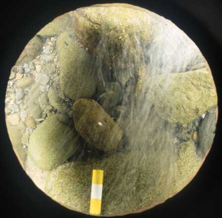 Transect 11, point 1.