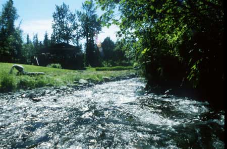 Transect 4 looking downstream