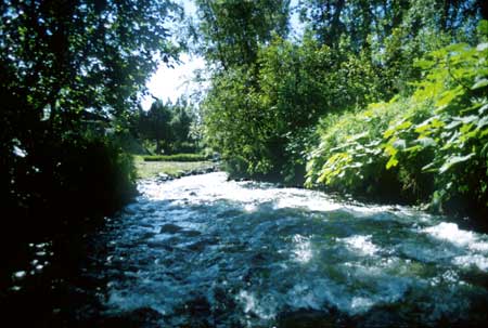 Transect 5 looking downstream