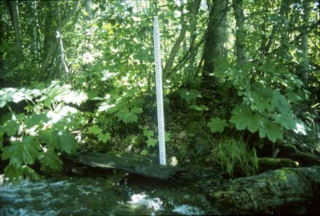 Transect 5 looking at left bank