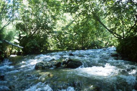 Transect 5 looking upstream
