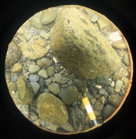 Transect 5, point 1.