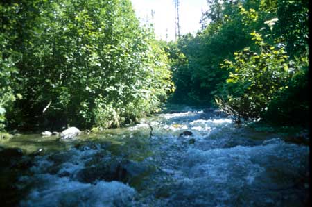 Transect 6 looking upstream