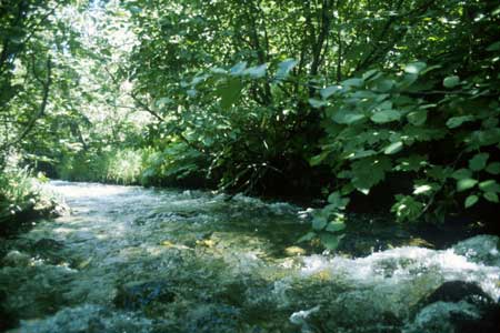 Transect 8 looking upstream