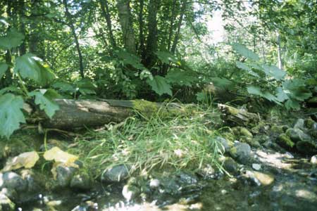 Transect 9 looking at right bank