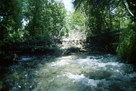 Transect 9 looking upstream