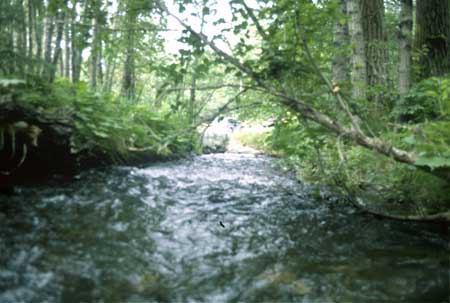 Transect 1 looking downstream