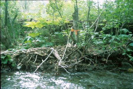 Transect 1 looking at left bank