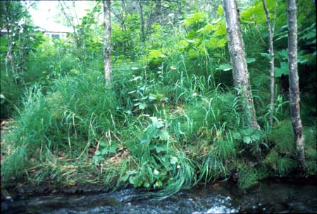 Transect 1 looking at right bank