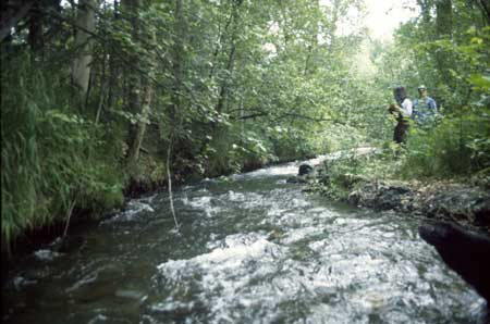 Transect 1 looking upstream