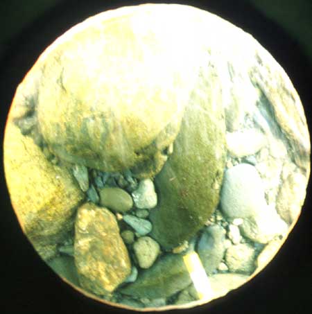 Transect 1, point 2.
