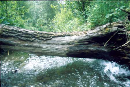 Transect 10 looking downstream