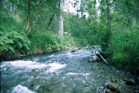 Transect 10 looking upstream