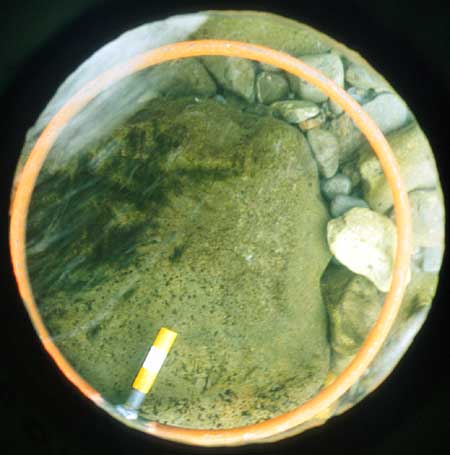 Transect 10, thalweg.
