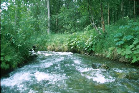 Transect 11 looking downstream