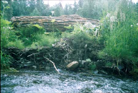 Transect 11 looking at left bank