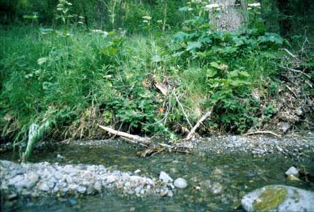 Transect 11 looking at right bank