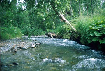 Transect 11 looking upstream