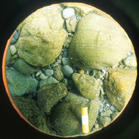 Transect 11, point 1.