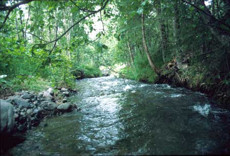 Transect 2 looking downstream