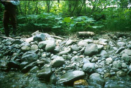 Transect 2 looking at left bank