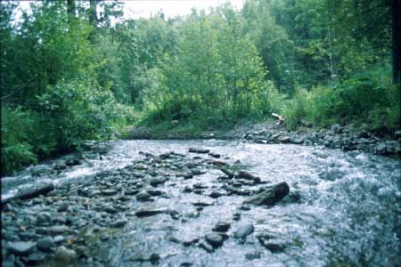 Transect 3 looking upstream