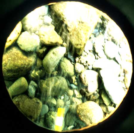 Transect 3, point 2.