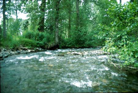 Transect 4 looking downstream