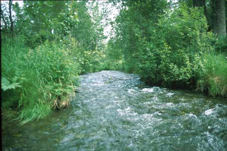 Transect 4 looking upstream