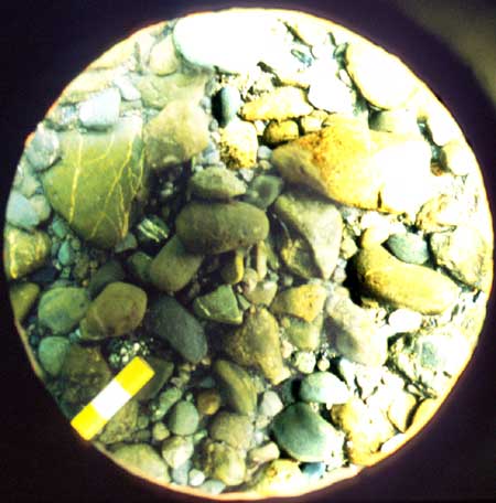 Transect 4, point 2.