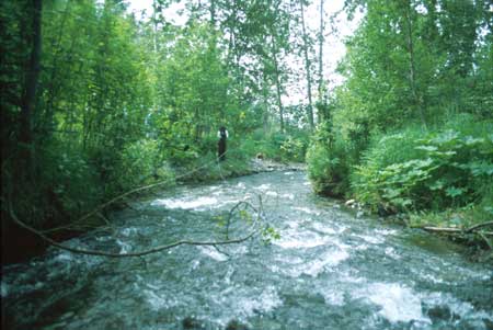Transect 5 looking downstream