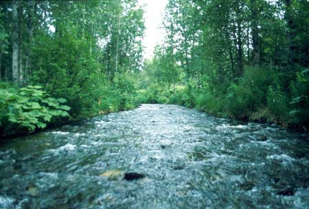 Transect 5 looking upstream