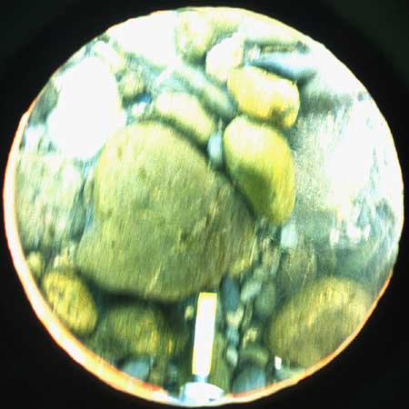 Transect 5, point 1.
