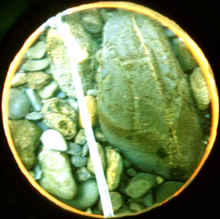 Transect 5, thalweg.