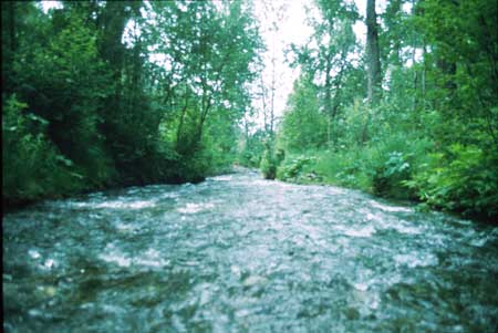 Transect 6 looking downstream