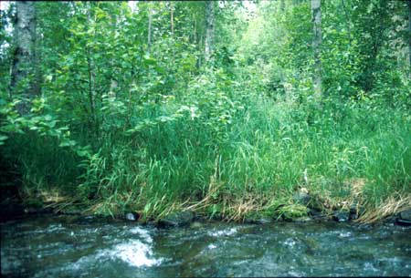 Transect 6 looking at right bank