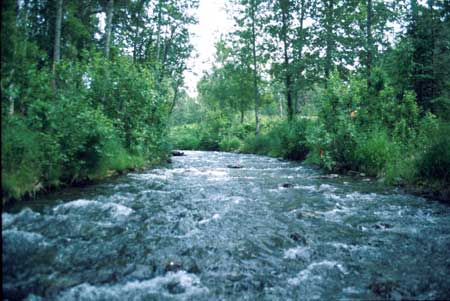 Transect 6 looking upstream