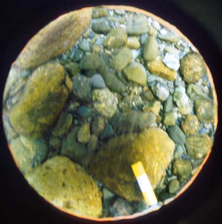 Transect 6, point 1.