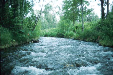 Transect 7 looking upstream